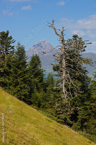 Dry tree on the slope against green spruce forest in French mountain landscape, Pyrenees