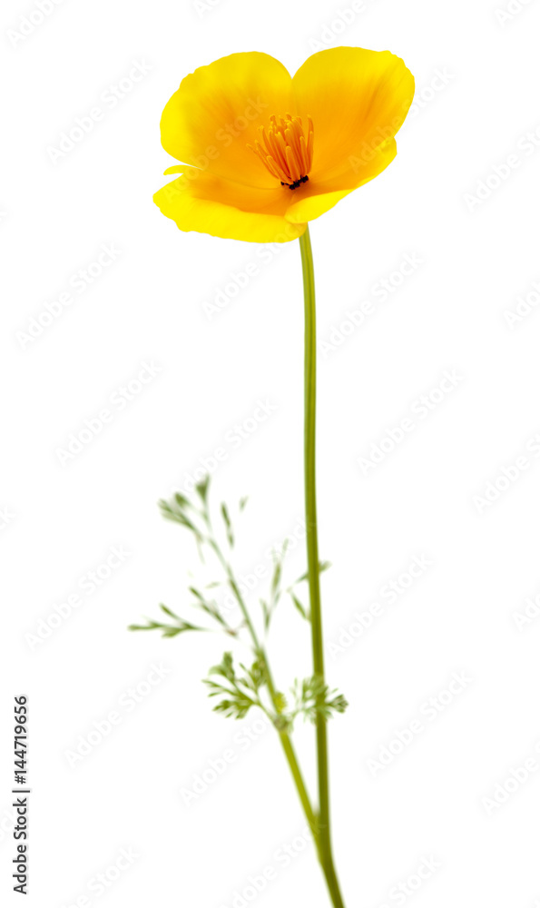 Obraz premium Eschscholzia californica, California maczek