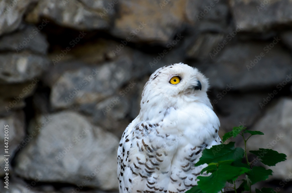 Fototapeta premium Polar owl