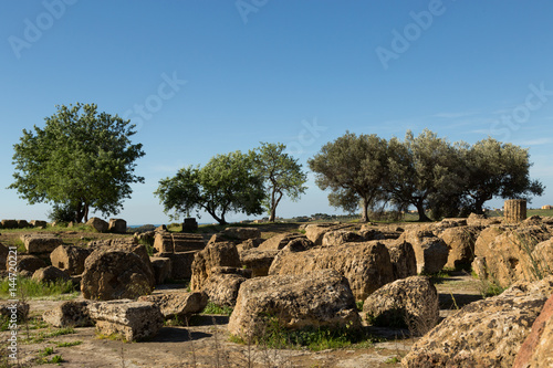 almond trees in the Greek ruins of the Valley of the Temples, Agrigento, Sicily 