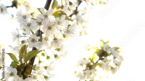 ilkbaharda çiçek açan kiraz ağacı rüzgarda sallanıyor photo