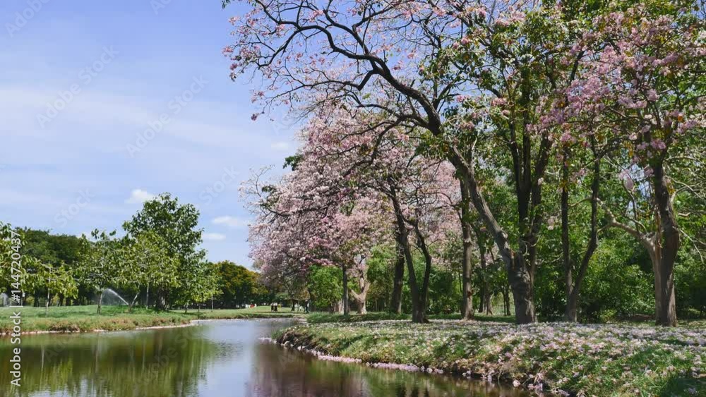 Flowers of pink trumpet trees are blossoming in Wachira Benjathana park, Public park where is in the center of Bangkok. Flowers of pink trumpet trees are blossoming in Wachira Benjathana park, Public park where is in the center of Bangkok.