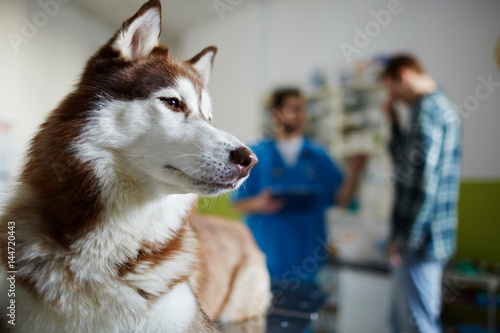 Fototapeta Naklejka Na Ścianę i Meble -  Sick husky dog on background of his doctor and owner