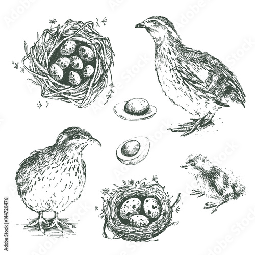 Fotografia Set of vector graphic illustrations of quail, chick, eggs and ne