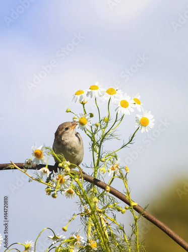 Sparrow sniffs the flowers are white daisies in the summer