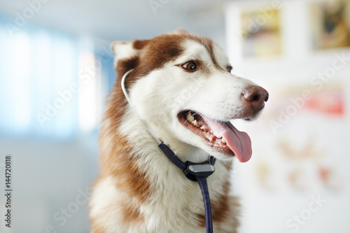 Fototapeta Naklejka Na Ścianę i Meble -  Cute siberian husky dog with stethoscope