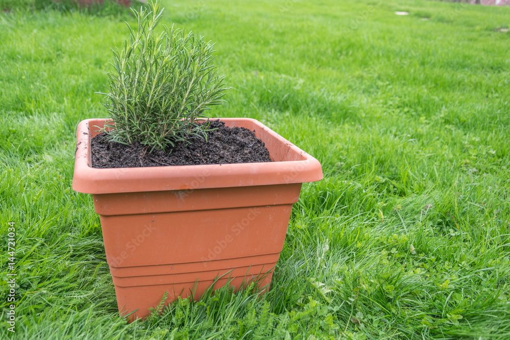 freshly planted rosemary in a terracotta pot