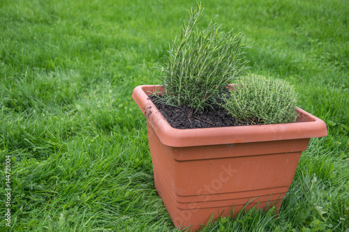freshly planted thyme and rosemary in a terracotta pot