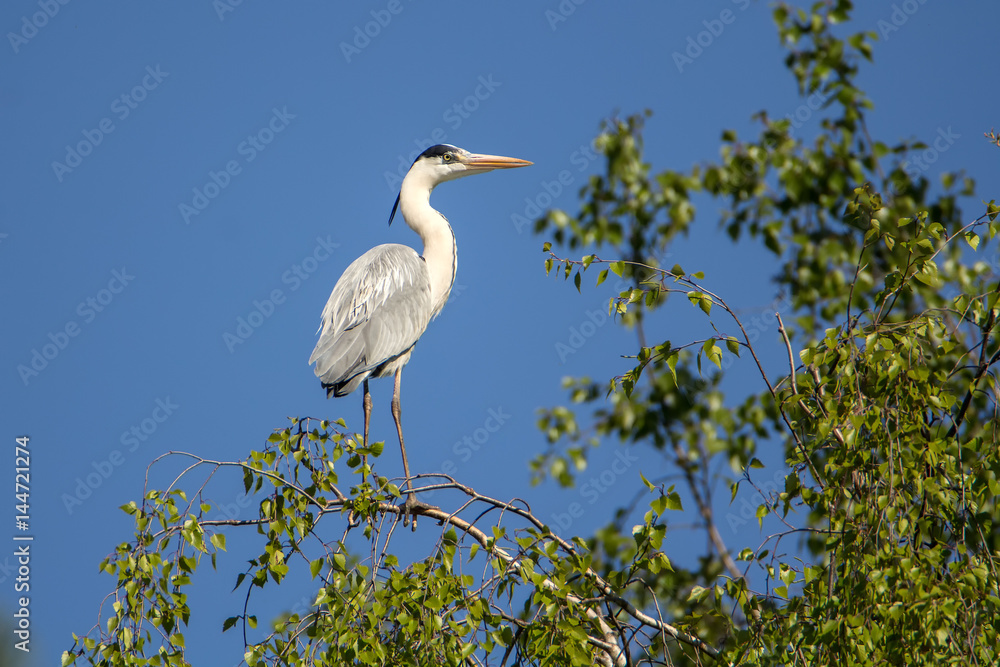 The gray heron sits on a birch branch The gray heron sits on a birch branch
