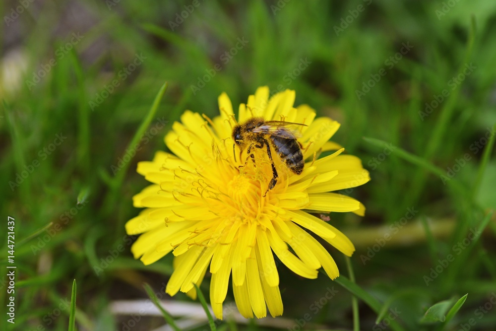 Bee nashed by dandelion