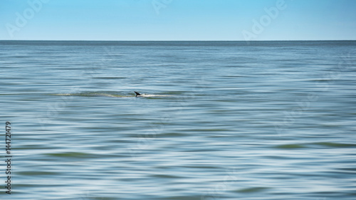 Bryde's whale fin