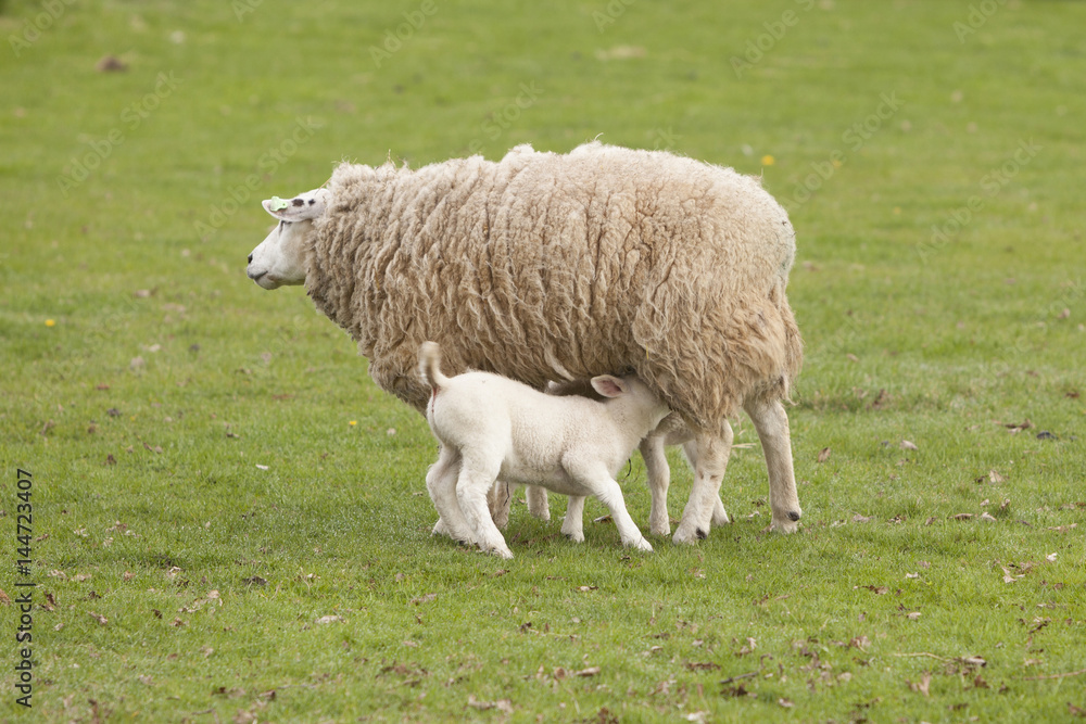 lamb drinks from ewe in green grassy meadow lamb drinks from ewe in green grassy meadow