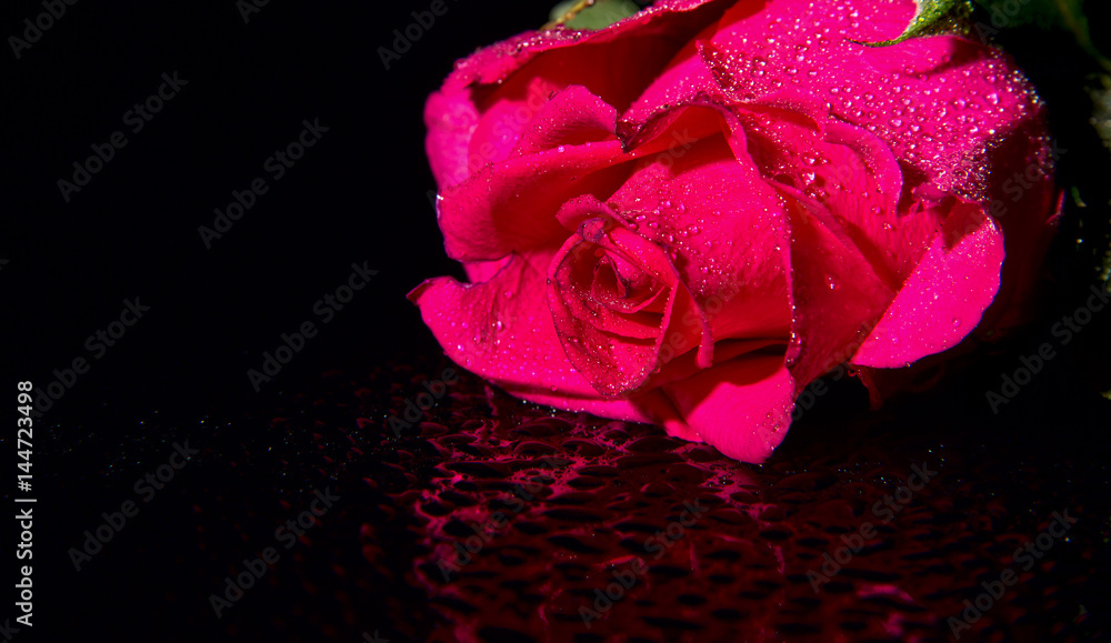 Fototapeta premium Pink rose with water drops on a black background.