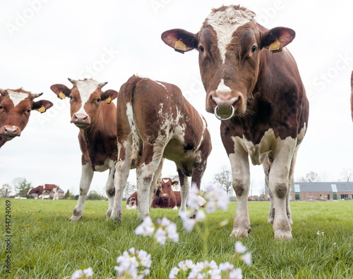 young red and white cows with bull in meadow near Veenendaal in province of utrecht in holland © ahavelaar