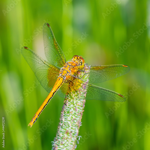 Dragonfly on Plant Spike