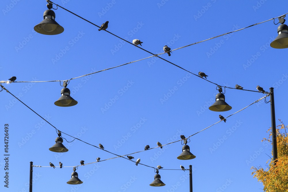 Pigeons sitting on power lines at Pier 84 in Manhattan, New York City, New York, USA Pigeons sitting on power lines at Pier 84 in Manhattan, New York City, New York, USA