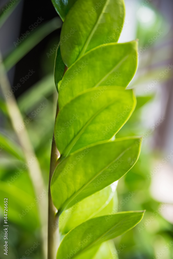 Close up green leaves of the indoors plant Close up green leaves of the indoors plant
