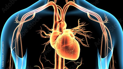 3d illustration human body heart and brain Nervous