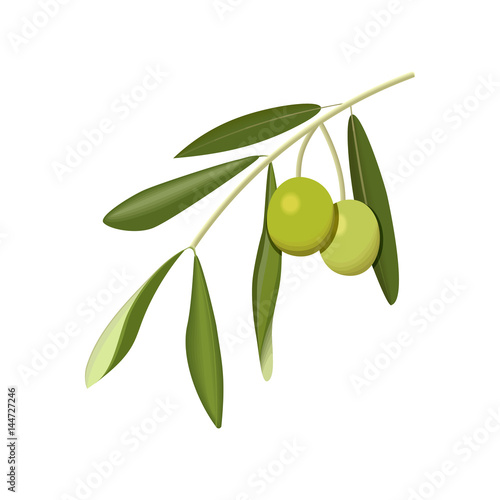 Olive branch with green olives on a white background isolated