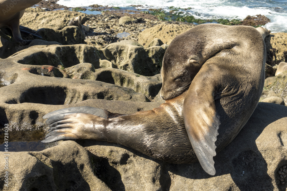 Fototapeta premium Sea Lion puppy - baby seal on the beach, La Jolla, California.