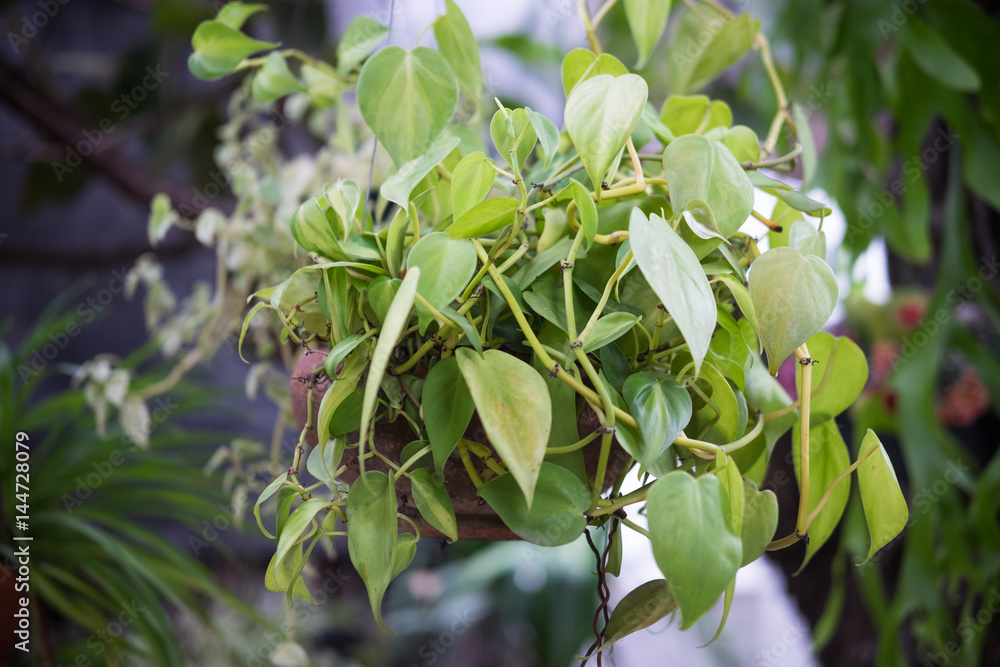 fresh green Epipremnum aureum plants