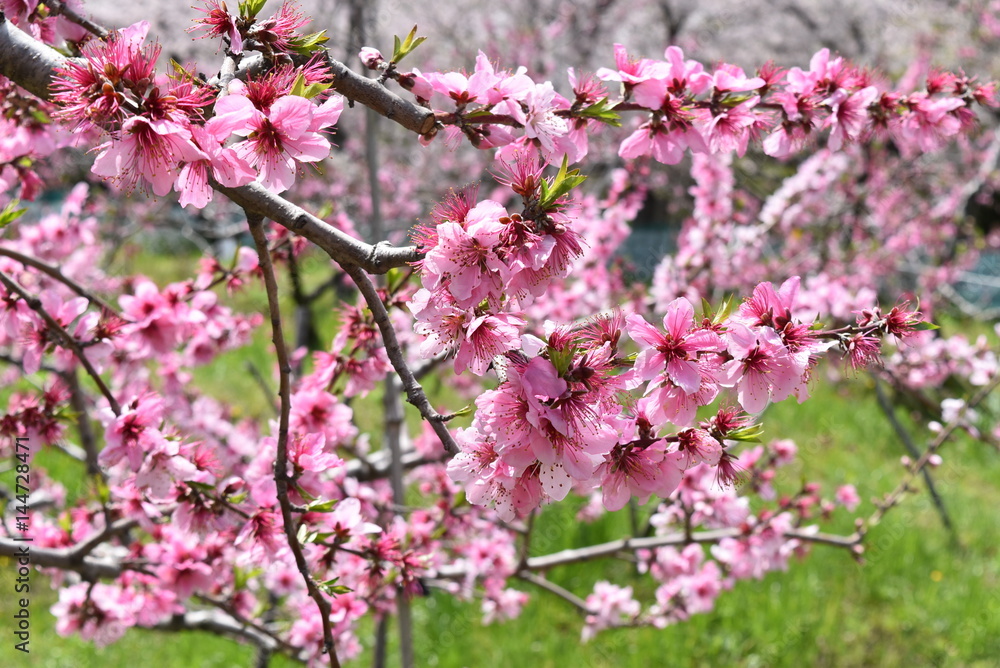 Obraz premium 桃の花