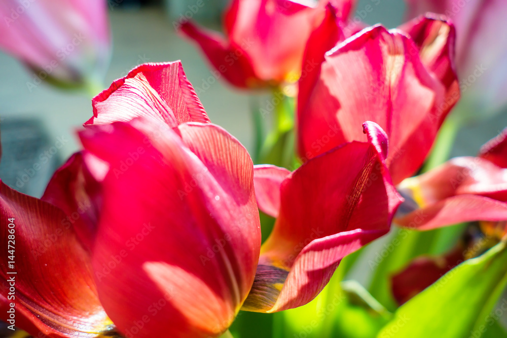 Beautiful dreamy tulips
