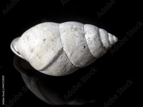 Fossil of Land snail shell