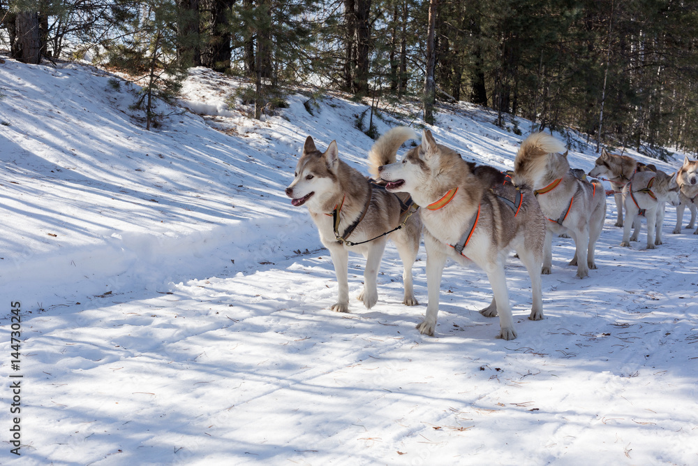 Husky dog sledge in winter forest Husky dog sledge in winter forest