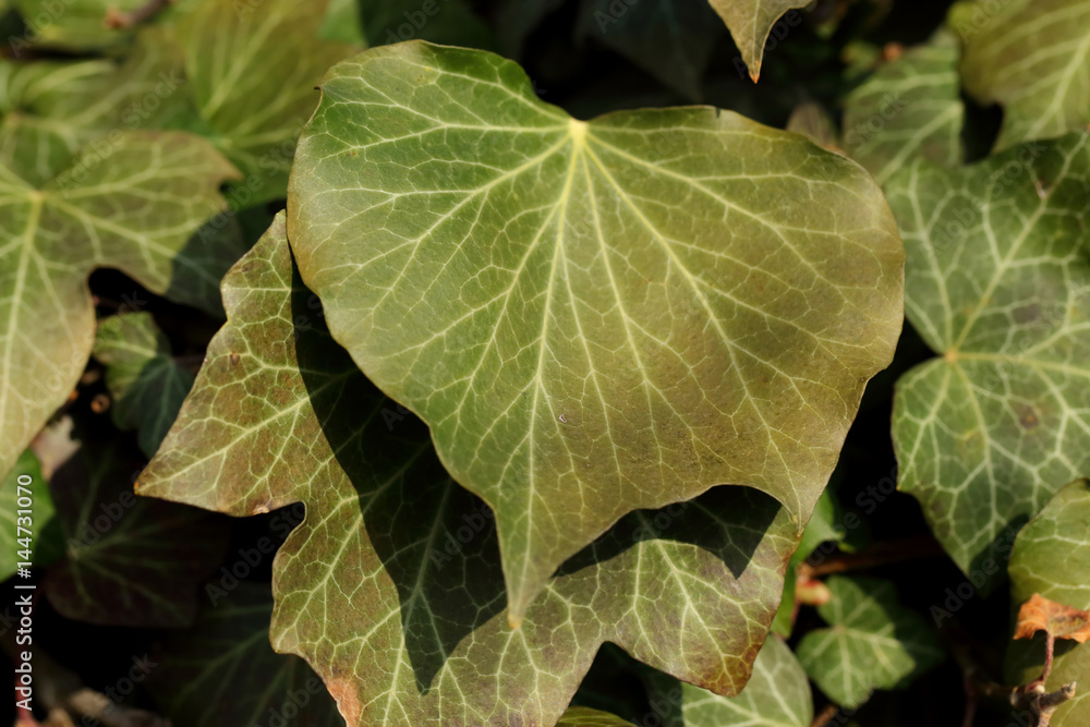 Ivy Ivy