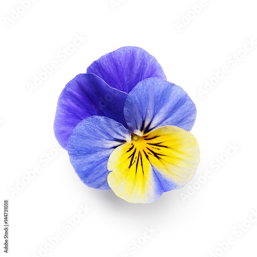 Pansy flowers