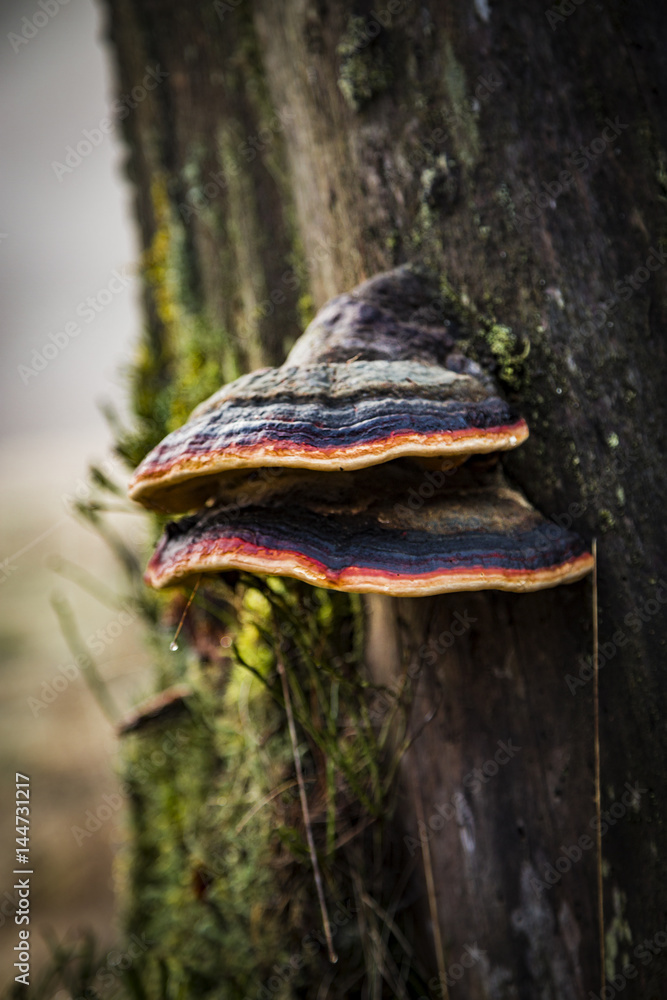 Fototapeta premium Pilz am Baum