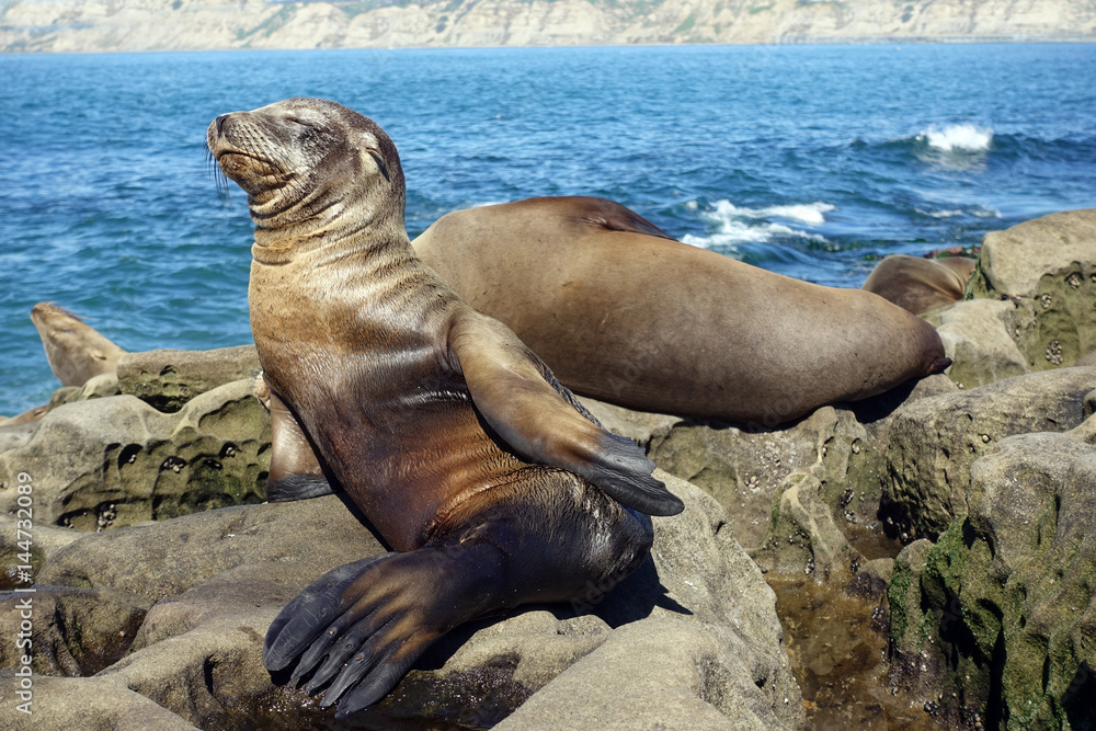 Fototapeta premium Sea Lion puppy - baby seal on the beach, La Jolla, California.