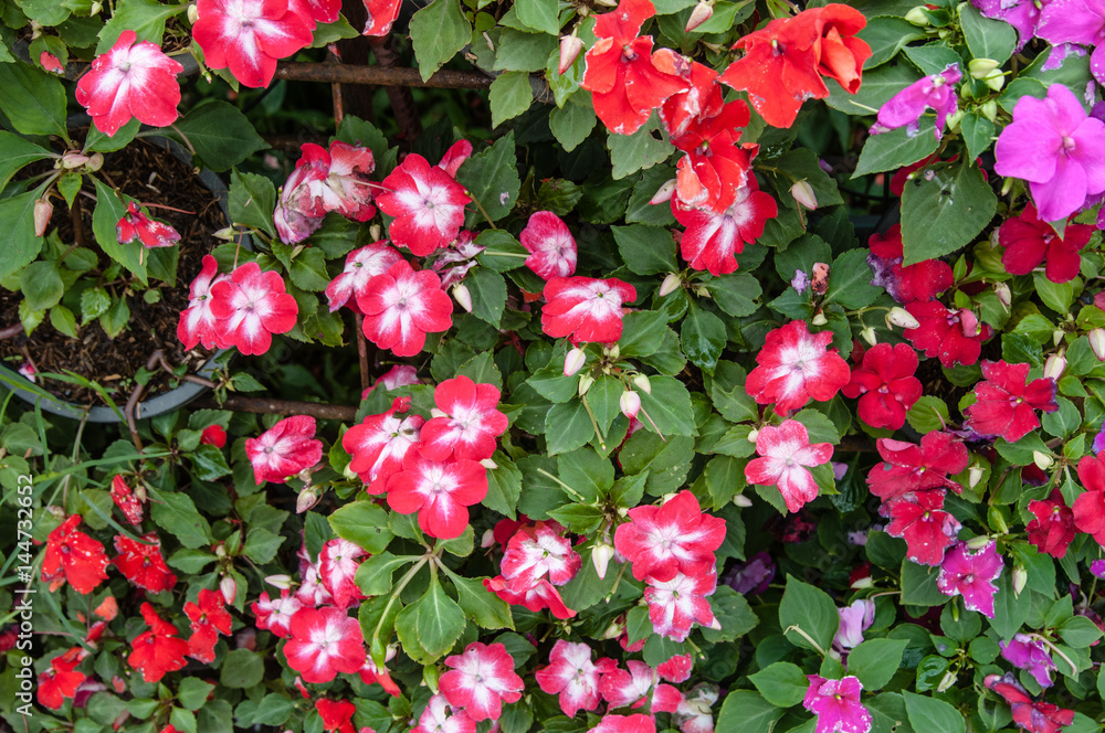 Flower garden with colorful background. Flower garden with colorful background.