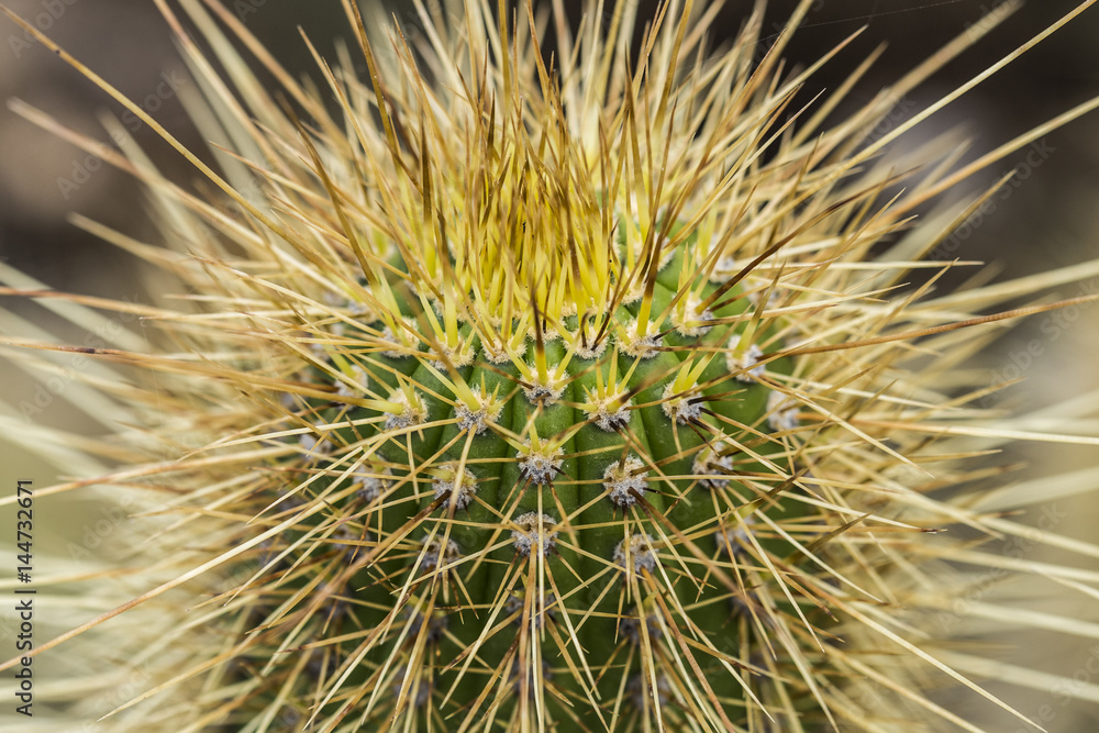 Green cactus plant with sharp yellow spikes Green cactus plant with sharp yellow spikes