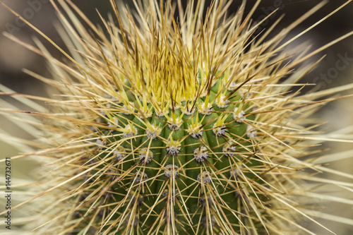 Green cactus plant with sharp yellow spikes