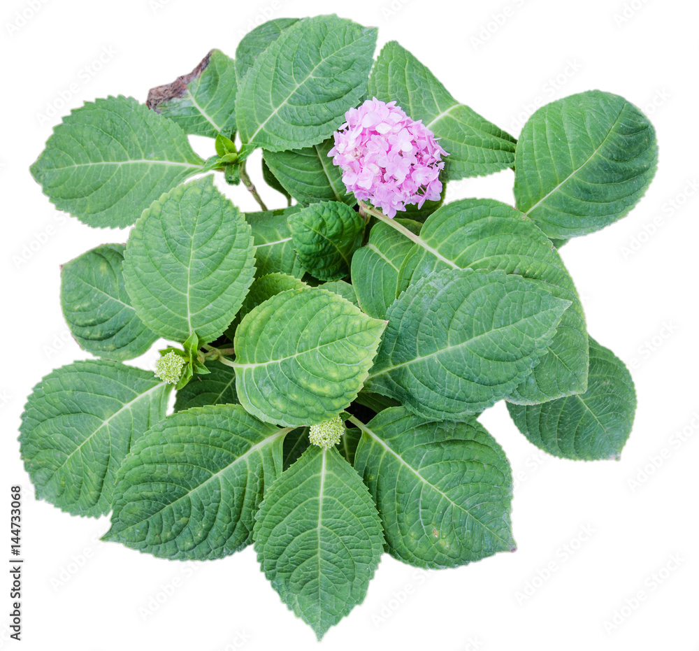 colorful of Small tree flowers ,isolated on white