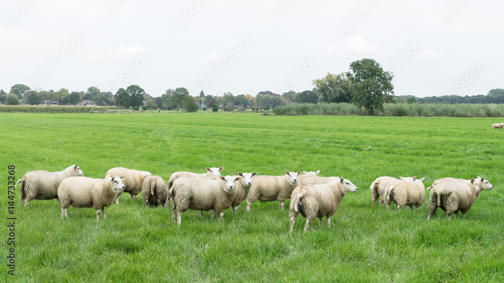 Sheep grazing in a Dutch meadow at summertime