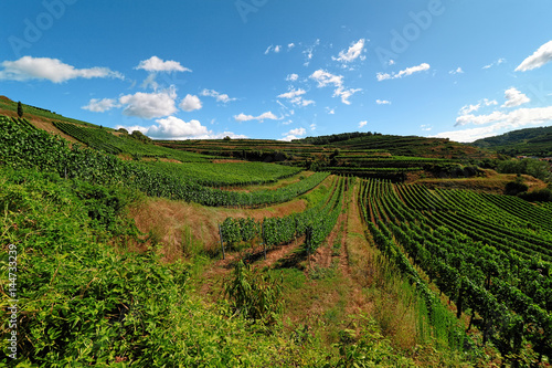 Beautiful Vineyards in the Kaiserstuhl, Germany