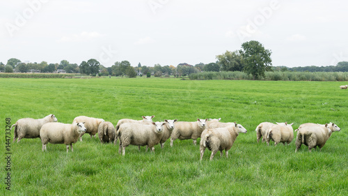 Sheep grazing in a Dutch meadow at summertime