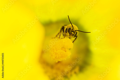 Common Long-horned Bee  photo