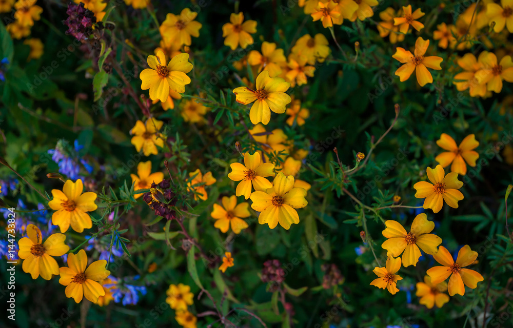 Yellow flowers blossom Yellow flowers blossom