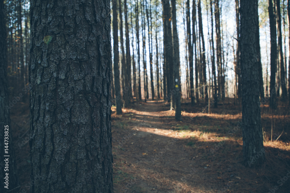 Obraz premium Eno State Park