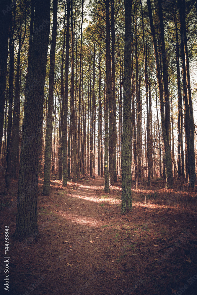 Fototapeta premium Trail days