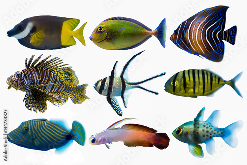 Set of sea nr.6- reef fish on white background
