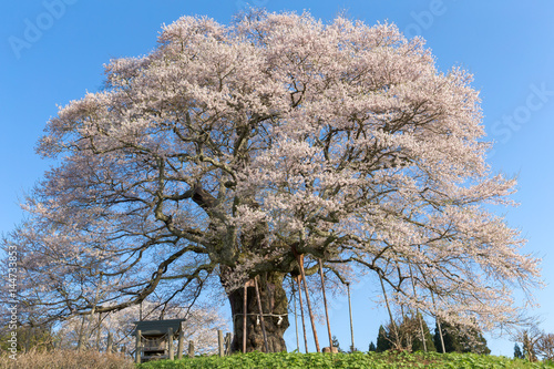 Japanese cherry tree(DAIGO SAKURA) photo