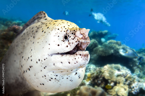 White moray eel