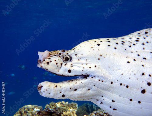 White moray eel photo