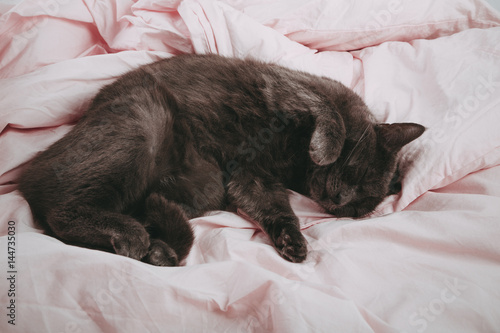 Ein Kätzchen im Bett 