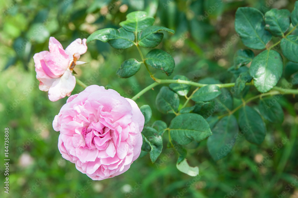 Obraz premium Natural flower background. Amazing nature view of flowers blooming in garden under sunlight at the middle of summer day.